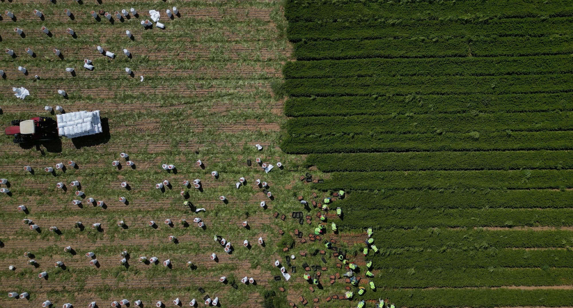 Agriculture